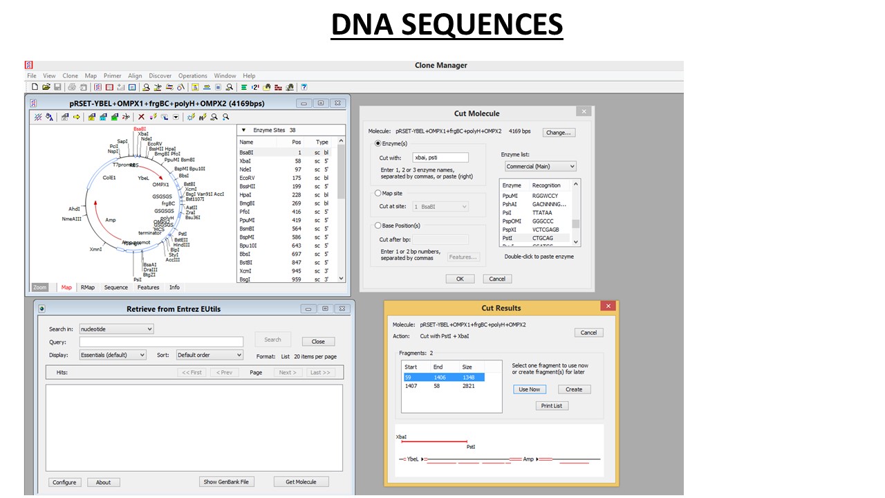DNA SEQUENCES