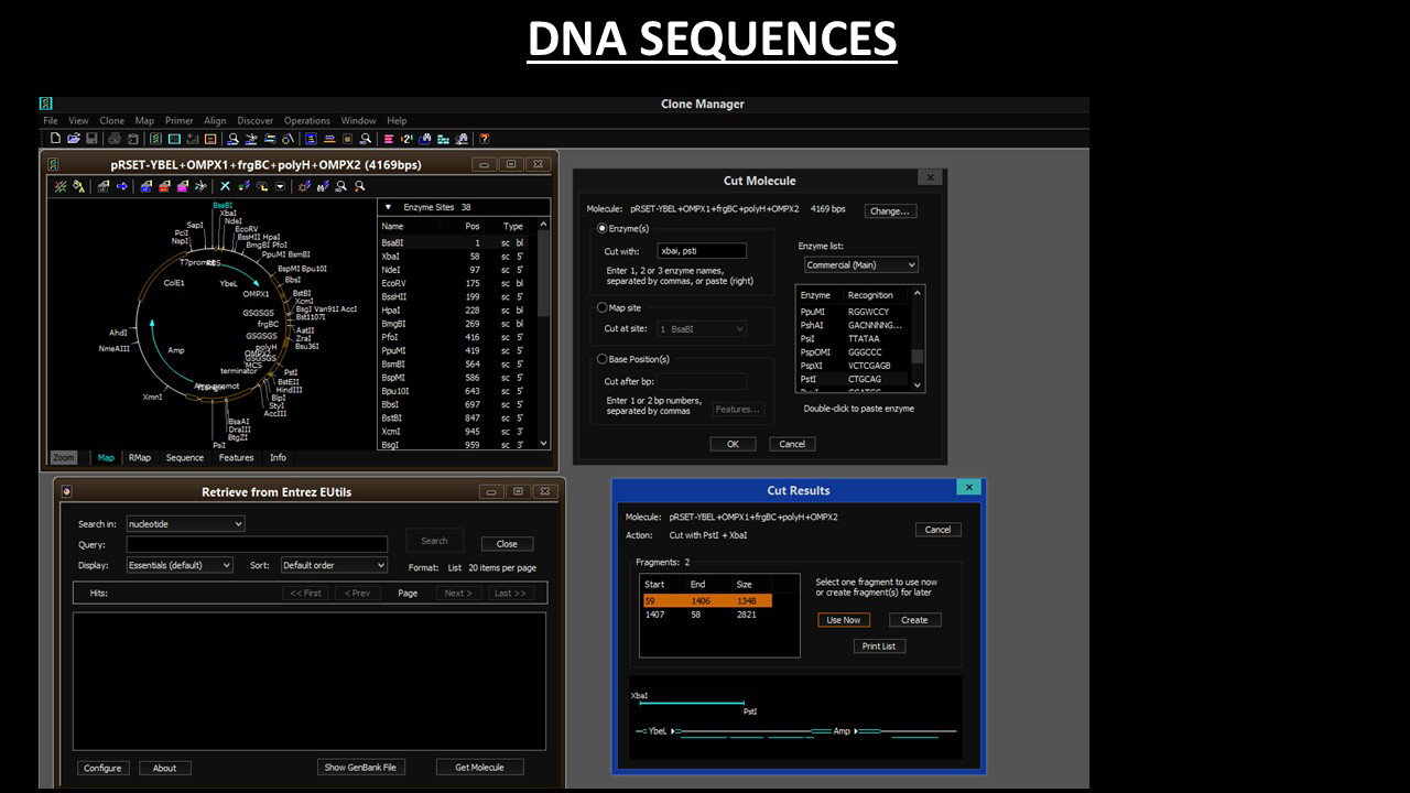 DNA SEQUENCES