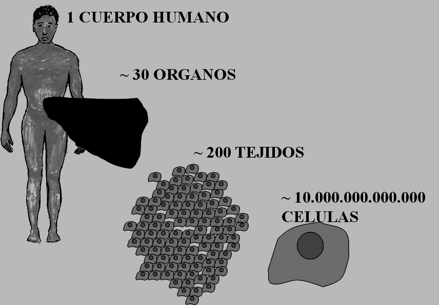 CELULAS MADRE INDUCIDAS