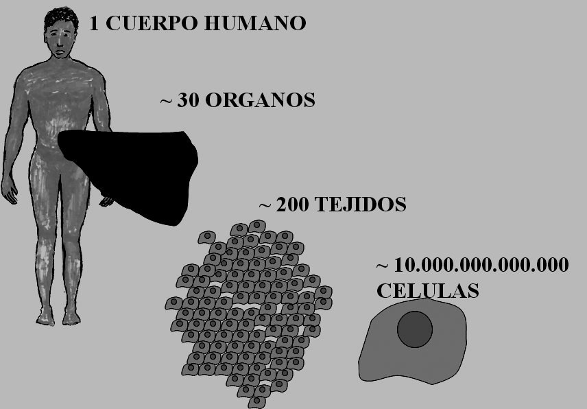 CELULAS MADRE INDUCIDAS